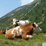 Πανσιόν Lexner 4*