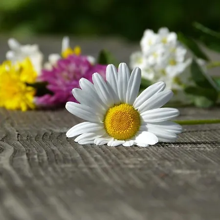 Lexner ゲストハウス 4*