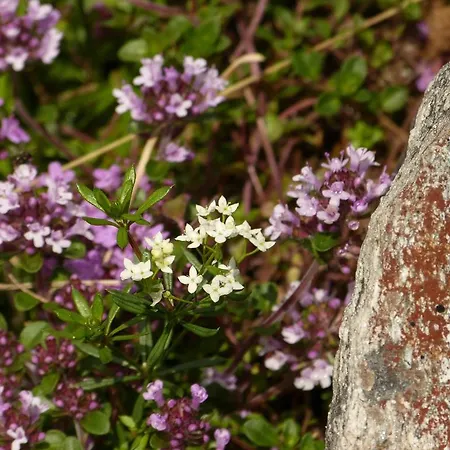 Lexner ゲストハウス